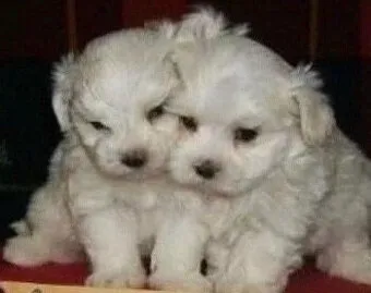 Drei kleine Malteser Welpen sitzen eng beieinander auf einem Teppich.