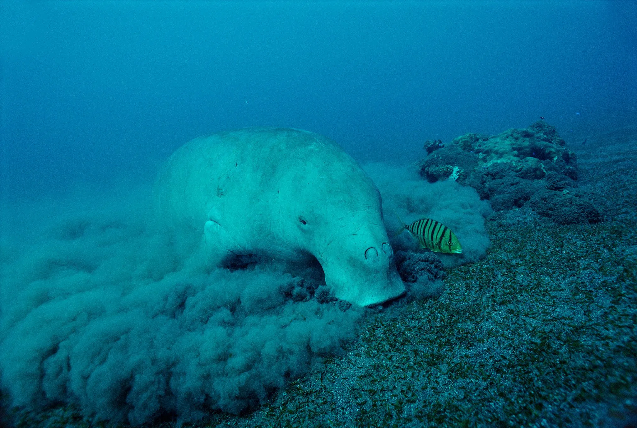 Dugong-Kälber schwimmen im Great Barrier Reef, ein Zeichen der marinen Artenvielfalt des Riffs.