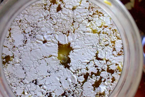 Dünner, weißer Kahmhefe-Film auf der Oberfläche von fermentiertem Gemüse im Glas