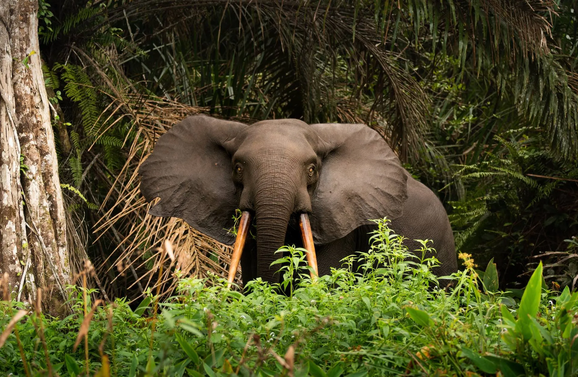 Ein Afrikanischer Elefant am Strand des Loango-Nationalparks in Gabun