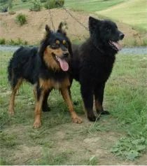 Ein Altdeutscher Hütehund vom Typ Gelbbacke mit langem, stockhaarigem Fell und aufmerksamer Haltung
