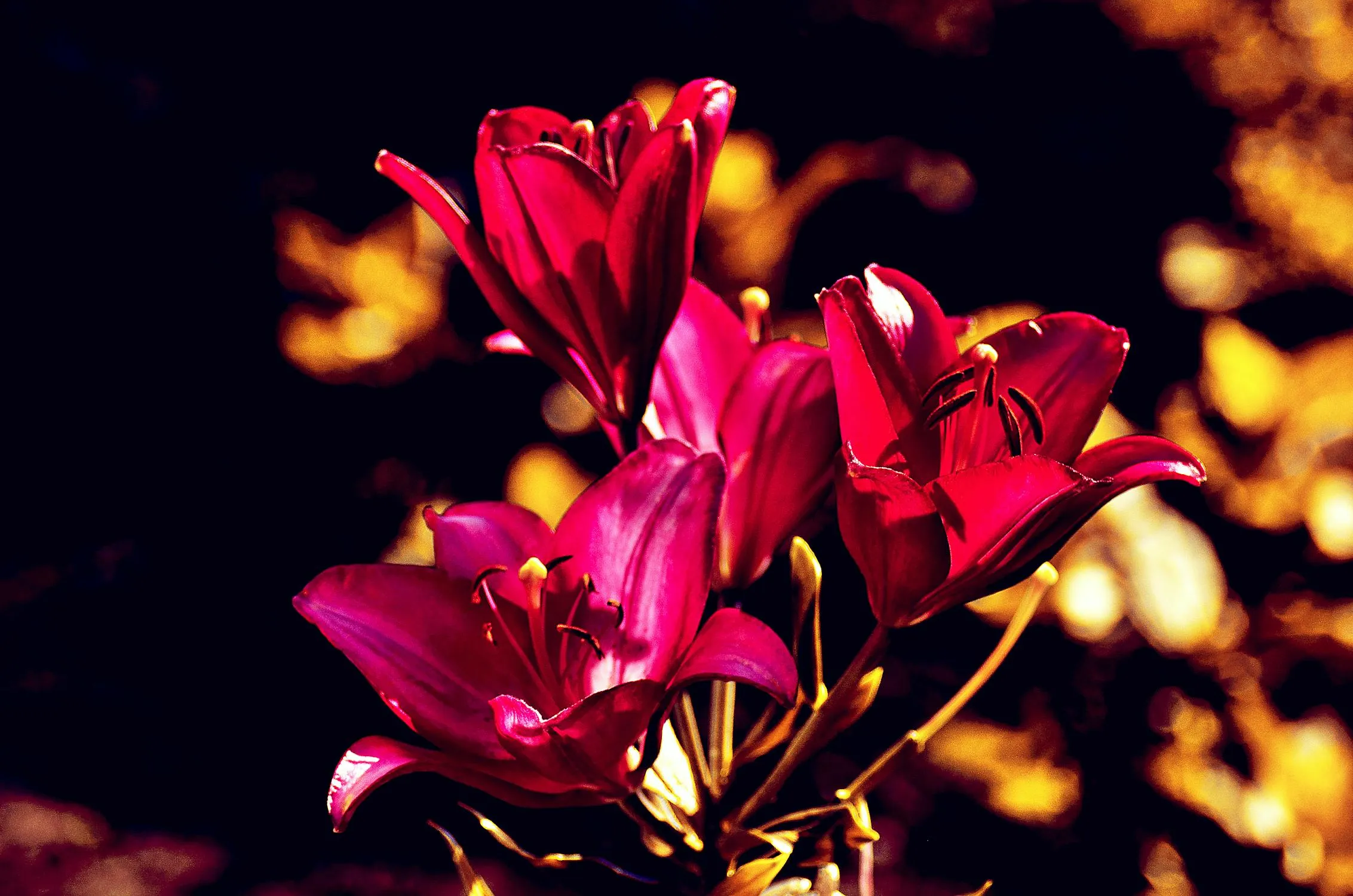 Ein appetitlicher Anschnitt einer mehrschichtigen Torte mit dunklem Nussboden und cremiger Füllung