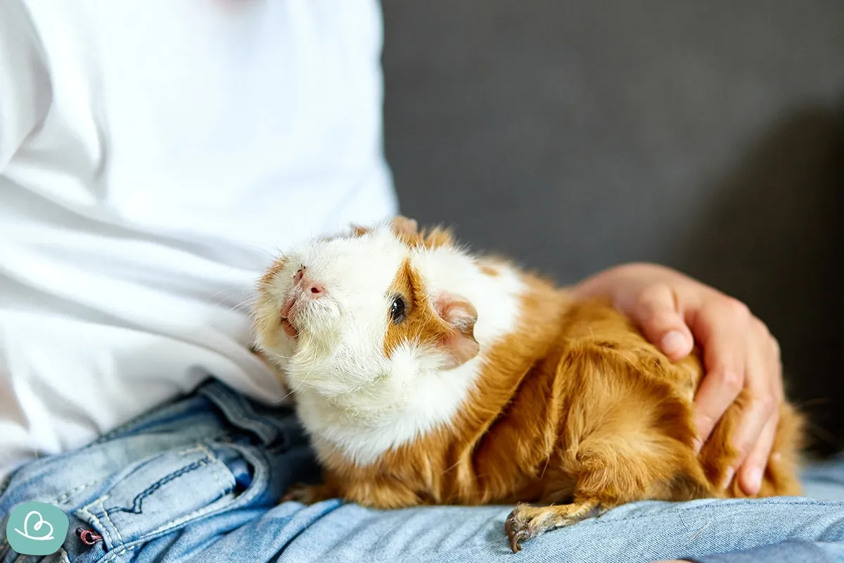 Ein aufgewecktes Meerschweinchen, ein süßes Haustier zum Kuscheln und ideal für die Wohnungshaltung, schaut neugierig in die Kamera.