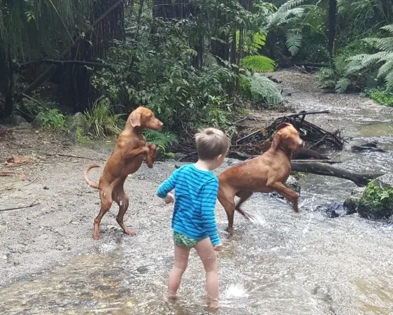 Ein aufmerksamer Vizsla Hund in natürlicher Umgebung Neuseelands, bereit zur Jagd