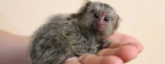 Ein Beispiel für einen Artikel über Wildtiere als Haustiere