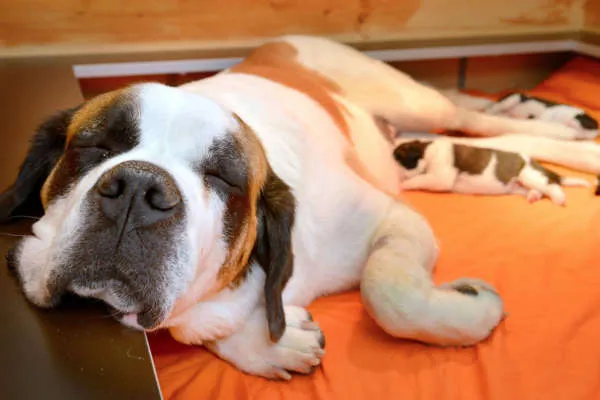 Ein Bernhardiner mit einem Geschirr steht im Freien.
