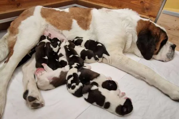 Ein Bernhardiner Welpe der Fondation Barry döst friedlich auf einer weichen Decke.