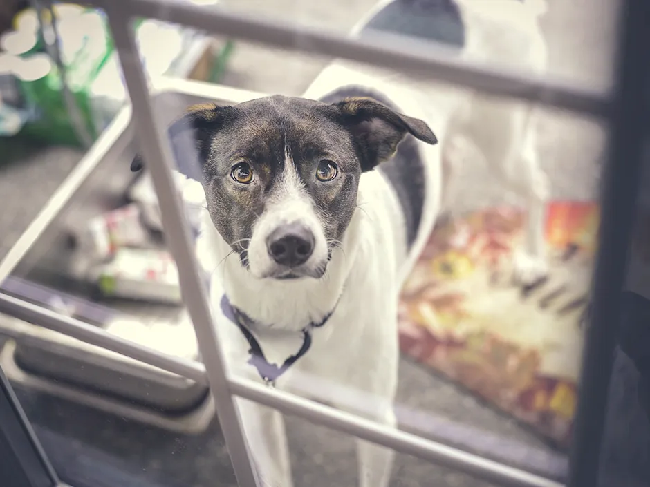 Ein besorgter Tierhalter sucht nach seiner vermissten Katze oder Hund, während TASSO Unterstützung bietet.