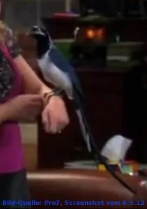 Ein Blauhäher blickt direkt in die Kamera, mit scharfen Augen und einer beeindruckenden Haube, die seine Intelligenz unterstreicht.