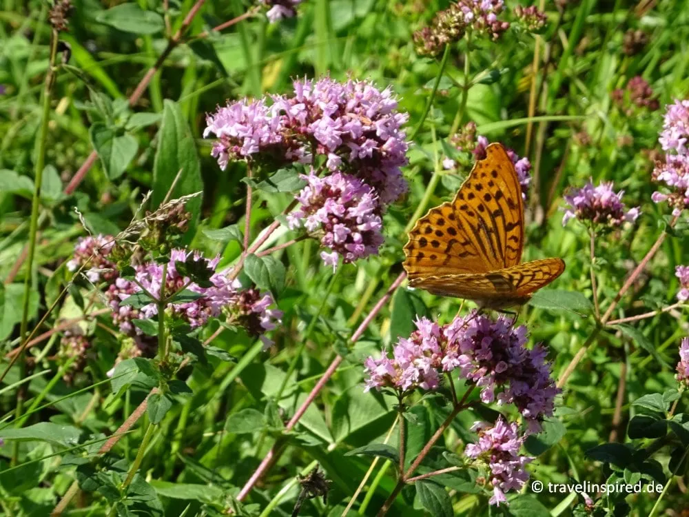 Ein bunter Schmetterling auf einer Wildblume während einer Wanderung im Nürnberger Land