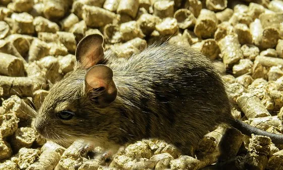 Ein Degu, ein tagaktives Nagetier aus Chile, beobachtet seine Umgebung.