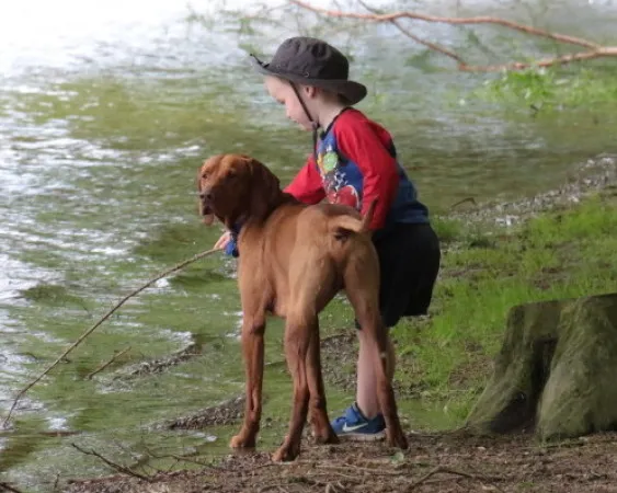 Ein entspannter Vizsla im Haus, als treuer Familienhund und Begleiter