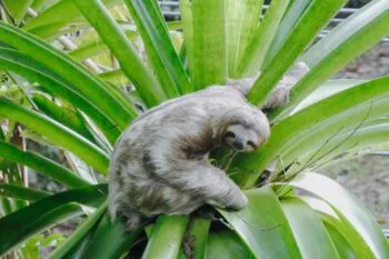 Ein Faultier in einem Baum in Costa Rica