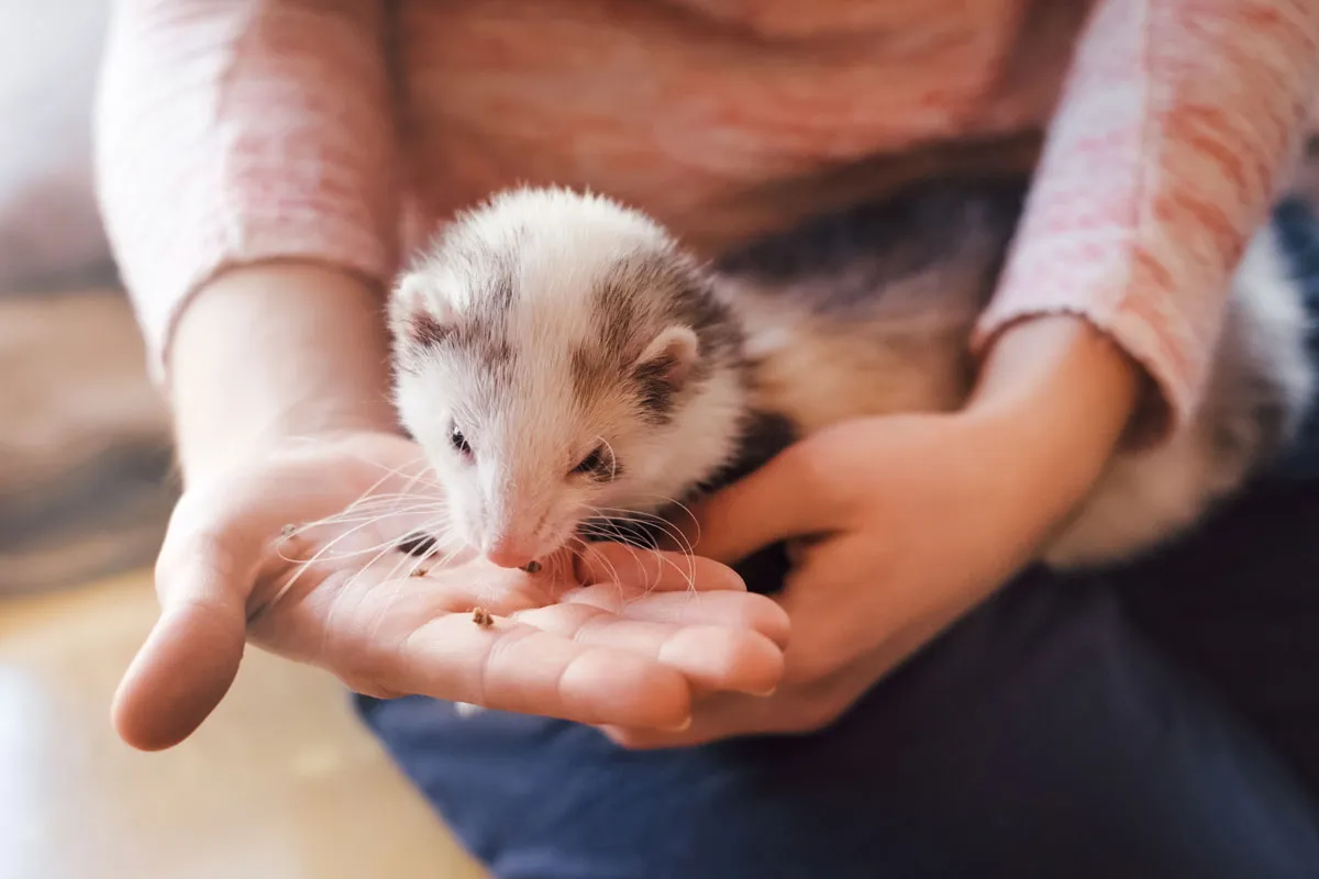 Ein Frettchen blickt aufmerksam aus einer Röhre, um die Empfehlung zur Kastration durch Tierärzte zu symbolisieren