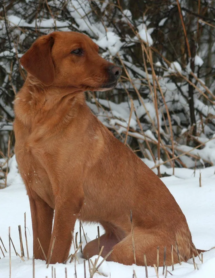 Ein fuchsroter Labrador im Schnee wartet auf Anweisungen beim Training.