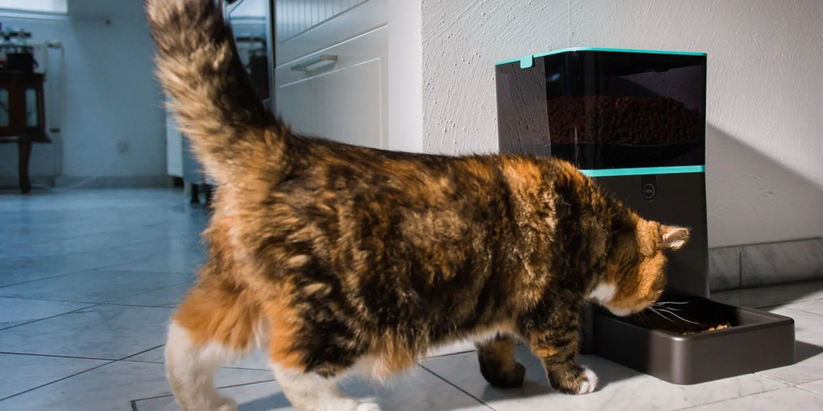 Ein Futterautomat, gefüllt mit Trockenfutter, steht bereit für Katzen.