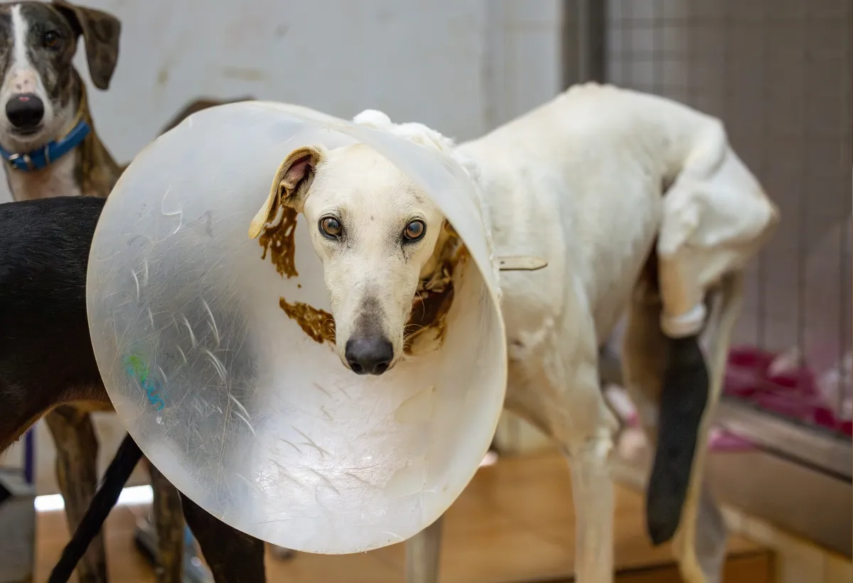 Ein Galgo mit sichtbaren Verletzungen und Wunden, ein Beweis für die Misshandlung und Gewalt, die viele Hunde erfahren