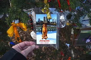 Ein gerahmtes Foto eines Hundes hängt am Gedenkbaum für verstorbene Haustiere im Central Park, symbolisiert ewige Liebe.