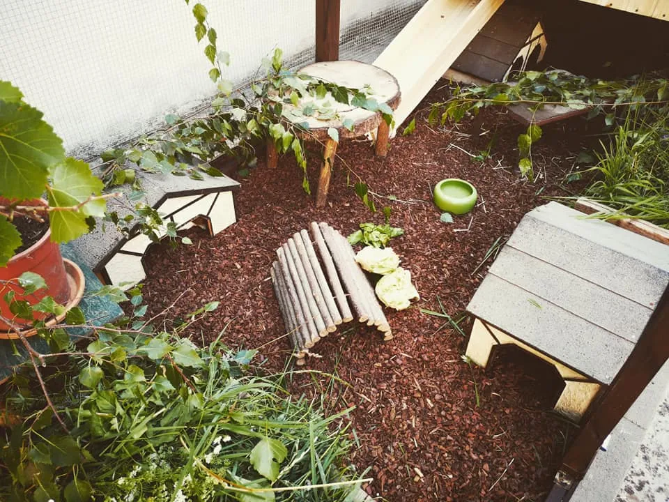 Ein geräumiges, gut strukturiertes Meerschweinchengehege im Garten mit verschiedenen Versteckmöglichkeiten und Futterstellen