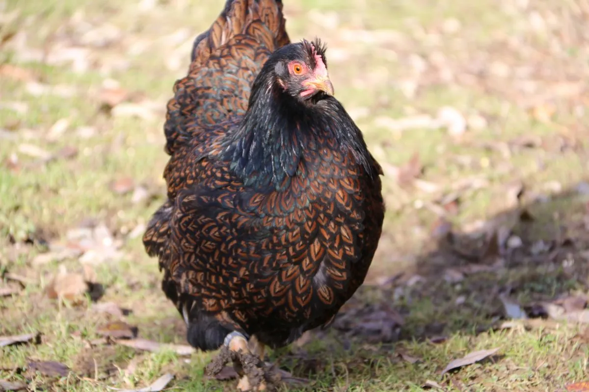 Ein gesundes Bio-Huhn in natürlicher Umgebung, symbolisierend die Wichtigkeit nachhaltiger und fairer Hähnchenrezepte.