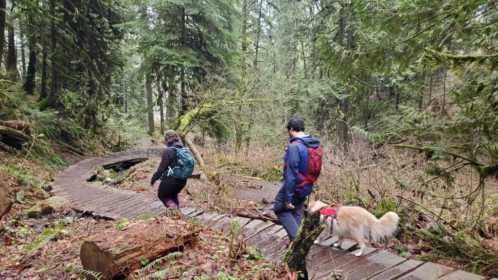 Ein gewundener Holzsteg schlängelt sich durch eine feuchte Waldlandschaft in Deutschland, ähnlich einem Pfad durch moosiges Gelände