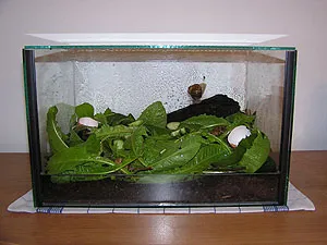 Ein Glasterrarium für große Schnecken, ausgestattet mit einer Schicht Terrarienerde und Laub als Versteck und Futter.