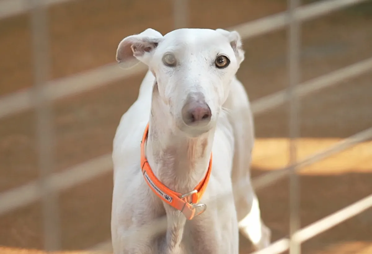 Ein glücklicher, gesunder Galgo auf einer Wiese, der die Freude über eine volle Futterration symbolisiert