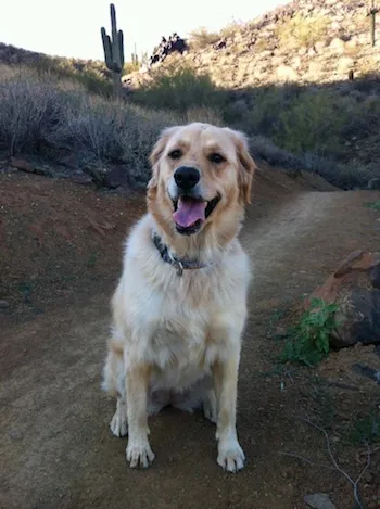Ein Golden Retriever Welpe spielt im Gras
