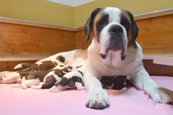 Ein grosser Bernhardiner steht auf einer Wiese.