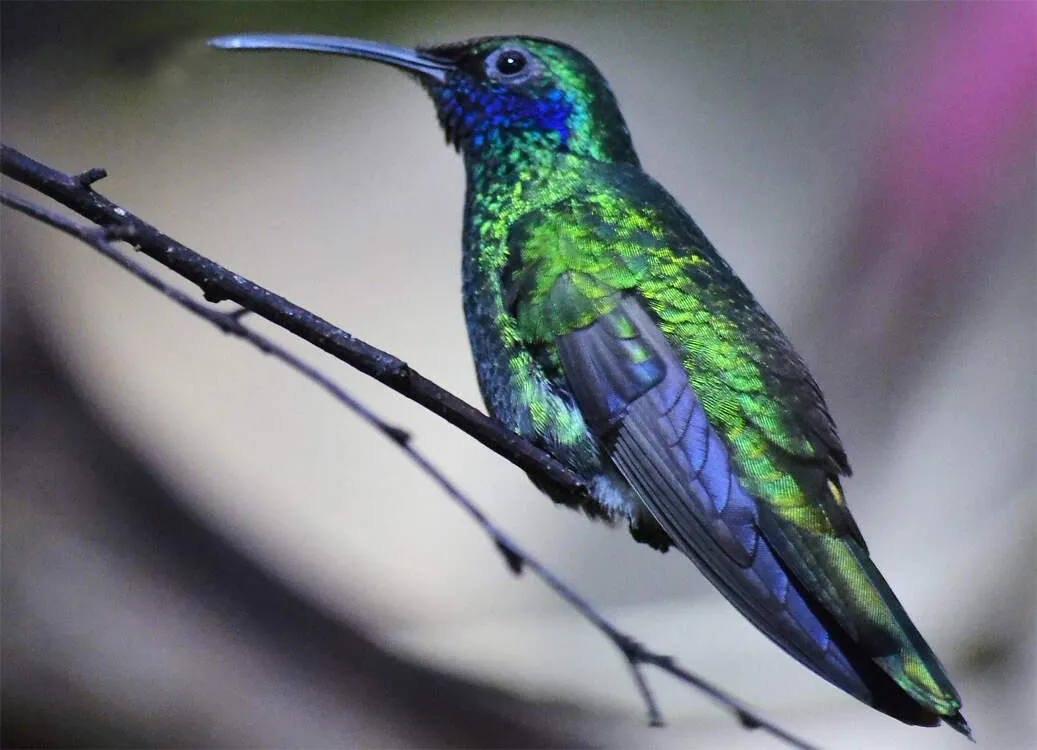 Ein Großer Veilchenohrkolibri im Welt-Vogelpark Walsrode, zeigt die Haltung von Kolibris in speziellen Vogelparks.