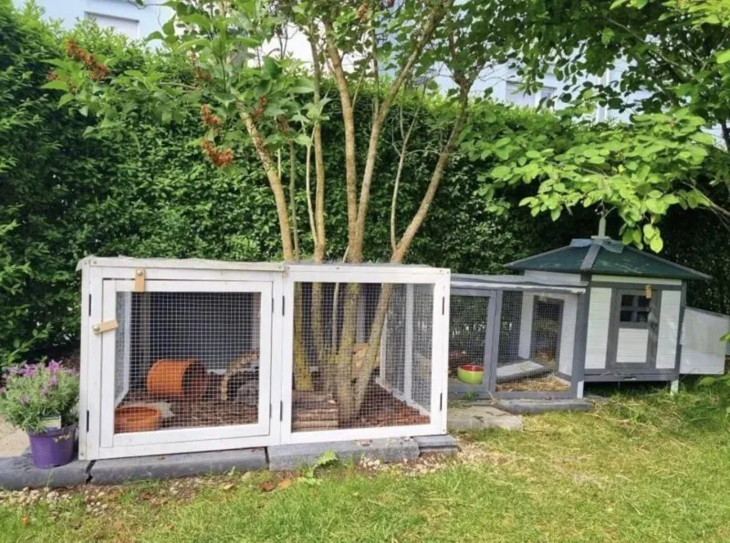 Ein großes, begehbares Meerschweinchengehege im Garten mit reichlich Auslauf und Schutzhütten