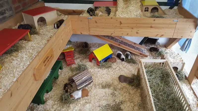 Ein großes Gartenhaus, das als Teil eines Meerschweinchengeheges dient, mit Zugang zum Freilauf