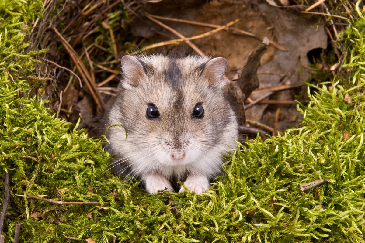 Ein Hamster mit vollen Backentaschen, der Nahrung sammelt, um seine kurze Lebenserwartung zu symbolisieren