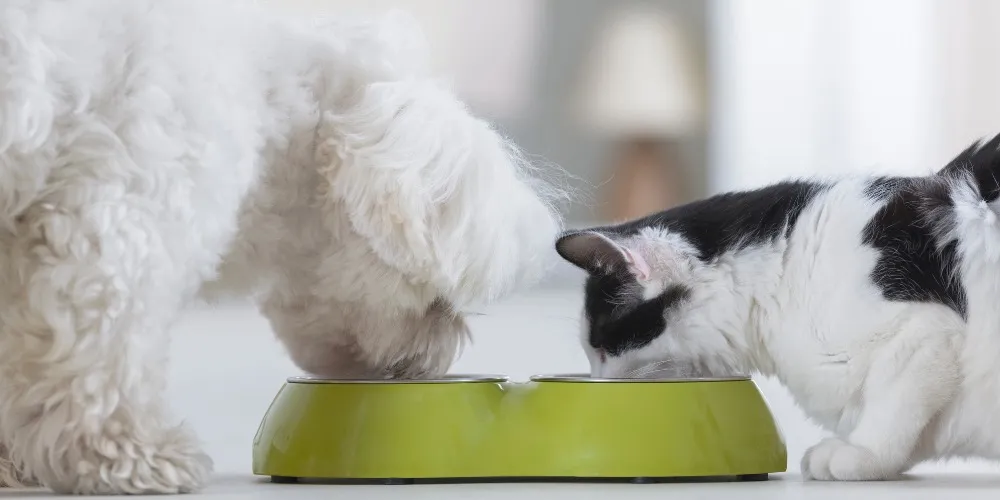 Ein Hund, der neugierig auf den Futternapf einer Katze blickt.