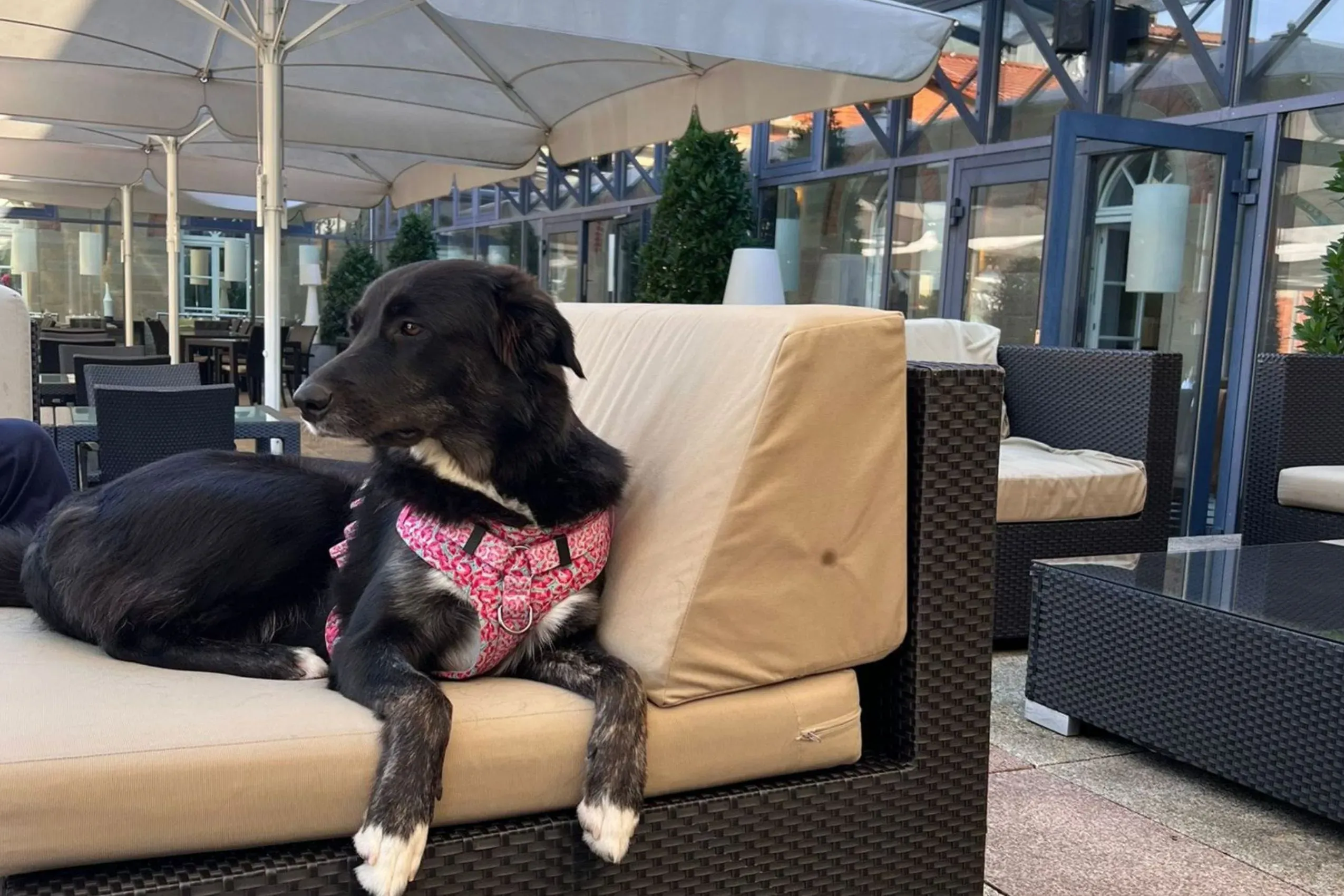 Ein Hund entspannt auf einem bequemen Loungesessel auf der Terrasse des nestor Hotel Ludwigsburg, wo Vierbeiner überall herzlich willkommen sind.