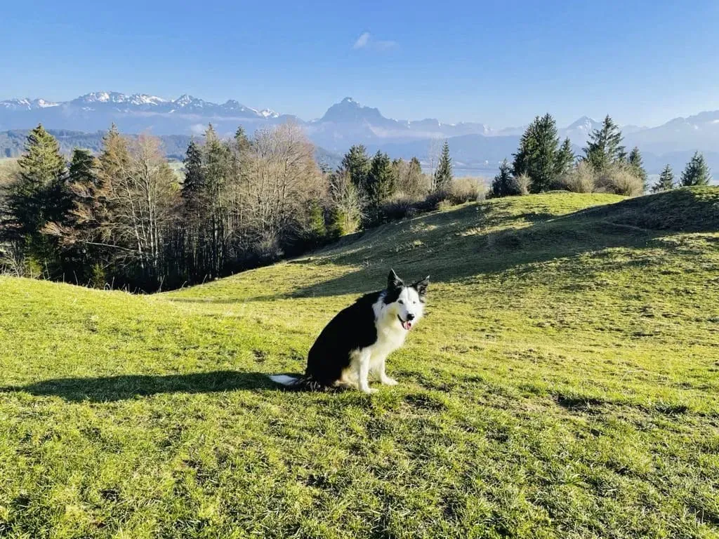 Ein Hund genießt die beeindruckende Berglandschaft vor dem Hotel Sommer in Füssen, das sich ideal für Wanderungen mit Hund eignet.