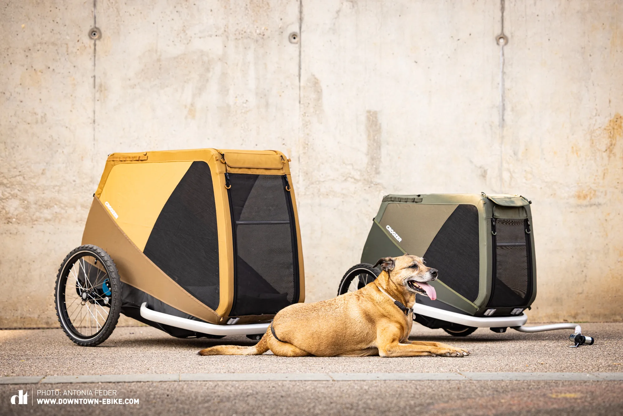 Ein Hund genießt die Fahrt im Croozer Dog Anhänger.
