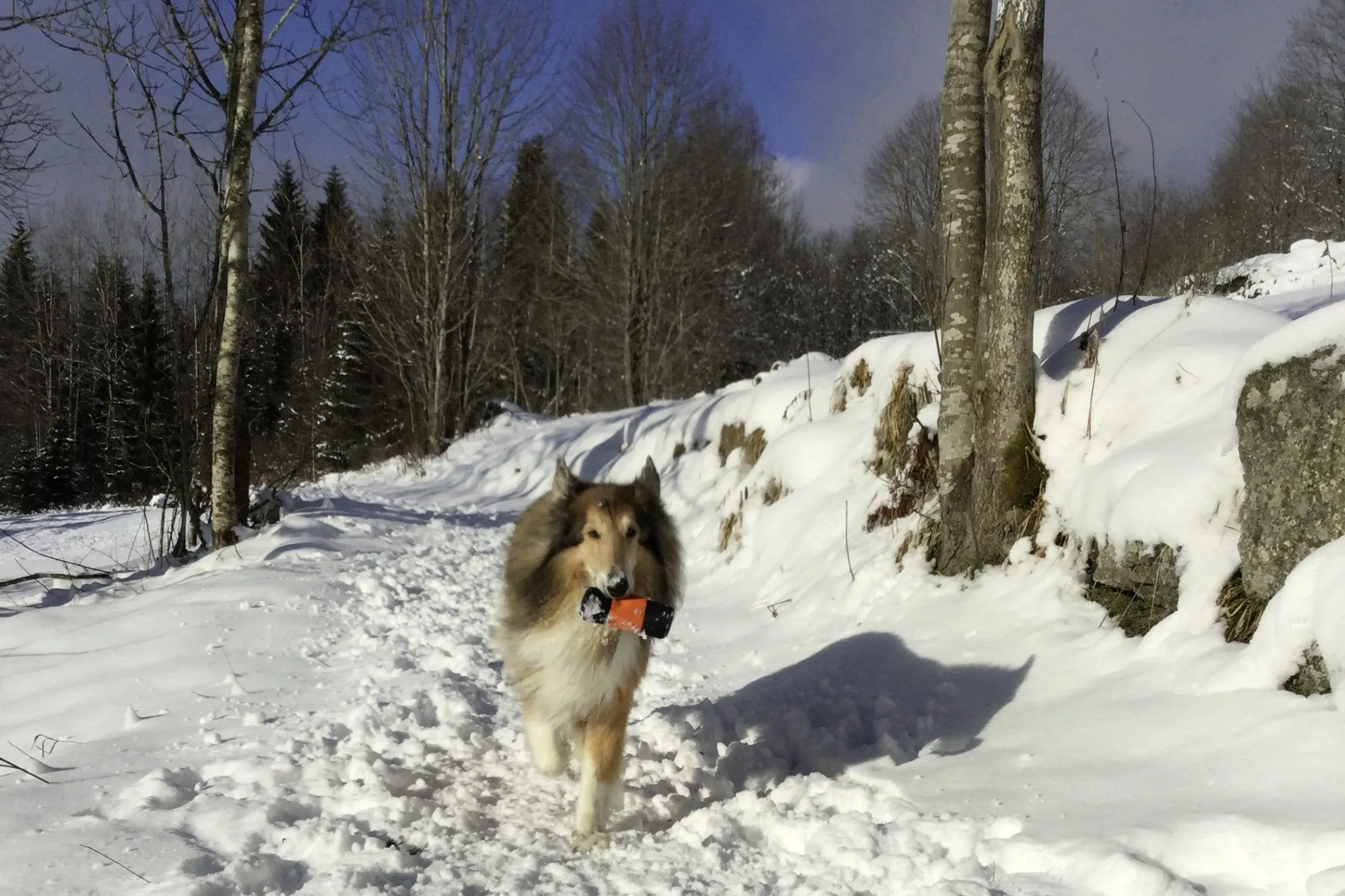 Ein Hund genießt einen Spaziergang in einem verschneiten Waldgebiet nahe dem Hotel Bärenhof, einem idealen Hotel mit Hund für Winterurlaub.