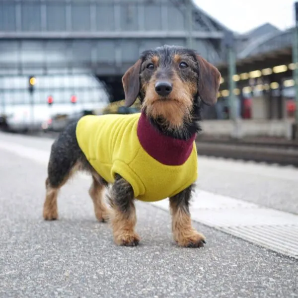 Ein Hund in einem stilvollen Hundepullover, der die praktische und modische Seite der Kleidung zeigt.