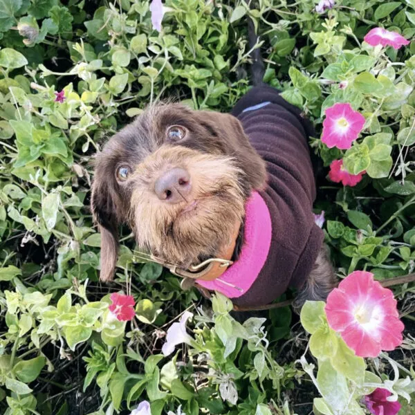 Ein Hund mit einem maßgeschneiderten Hundepullover, der seine Freude und seinen Komfort ausdrückt.