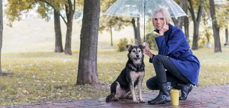 Ein Hund mit einem Sicherheitsgeschirr geht bei Regen Gassi auf einem bewaldeten Weg.