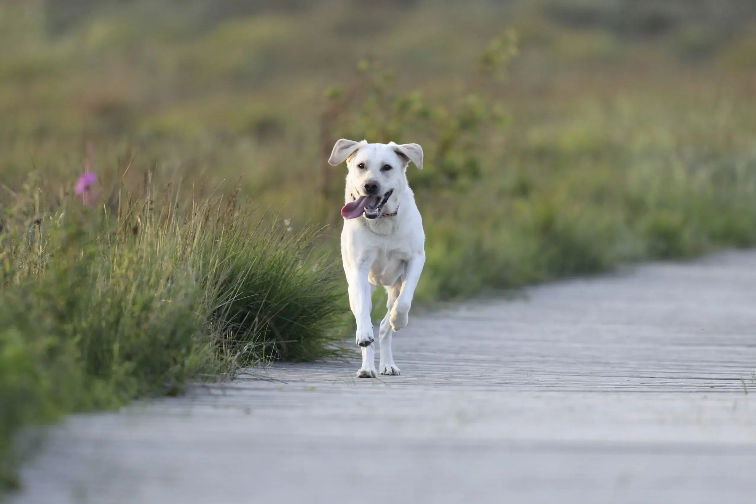 Ein Hund springt ausgelassen zwischen den Dünen am Morsumer Kliff auf Sylt, ein perfekter Ort für einen aktiven Urlaub mit Hund im Landhaus Severin's.