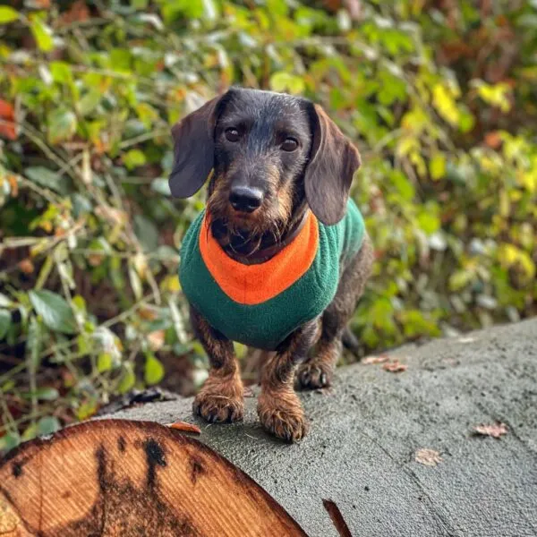 Ein Hund trägt einen maßgeschneiderten Hundepullover aus Polartec® Fleece in einer ansprechenden Farbkombination.