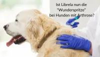 Ein Hund wird vom Tierarzt untersucht.