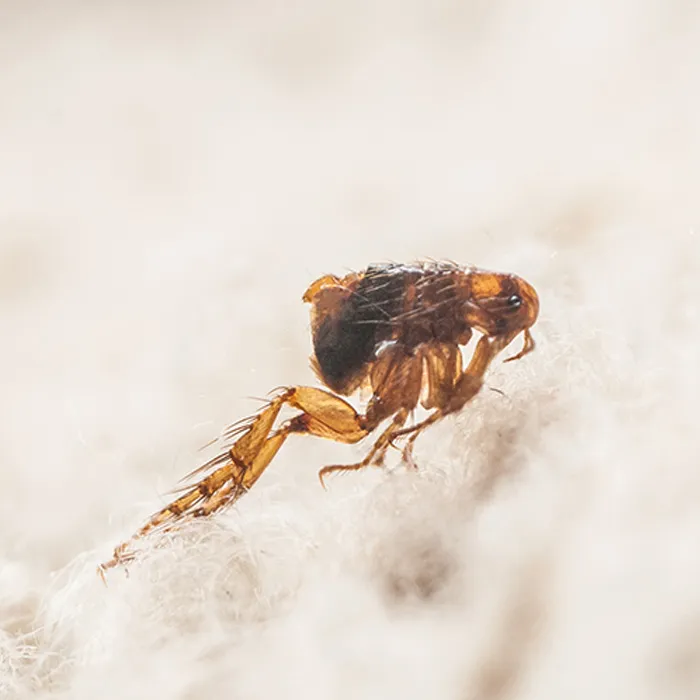 Ein Hundefloh beim Sprung in weißem Hundefell.