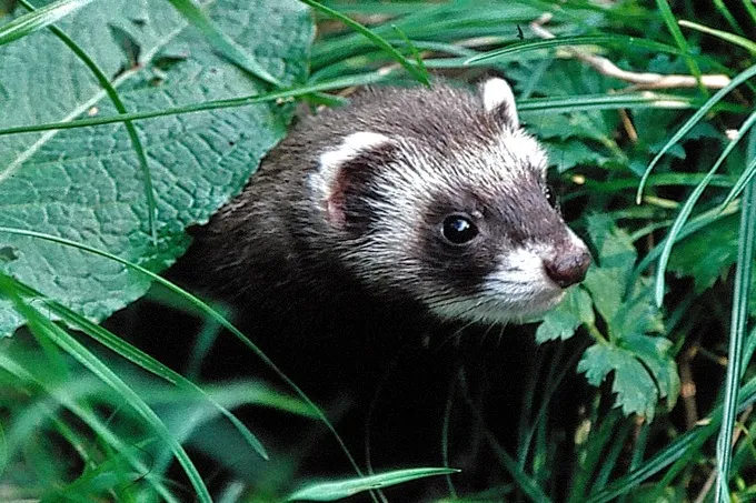 Ein Iltis lugt neugierig aus hohem, grünem Gras hervor, die Umgebung spiegelt seine natürlichen Lebensräume wider