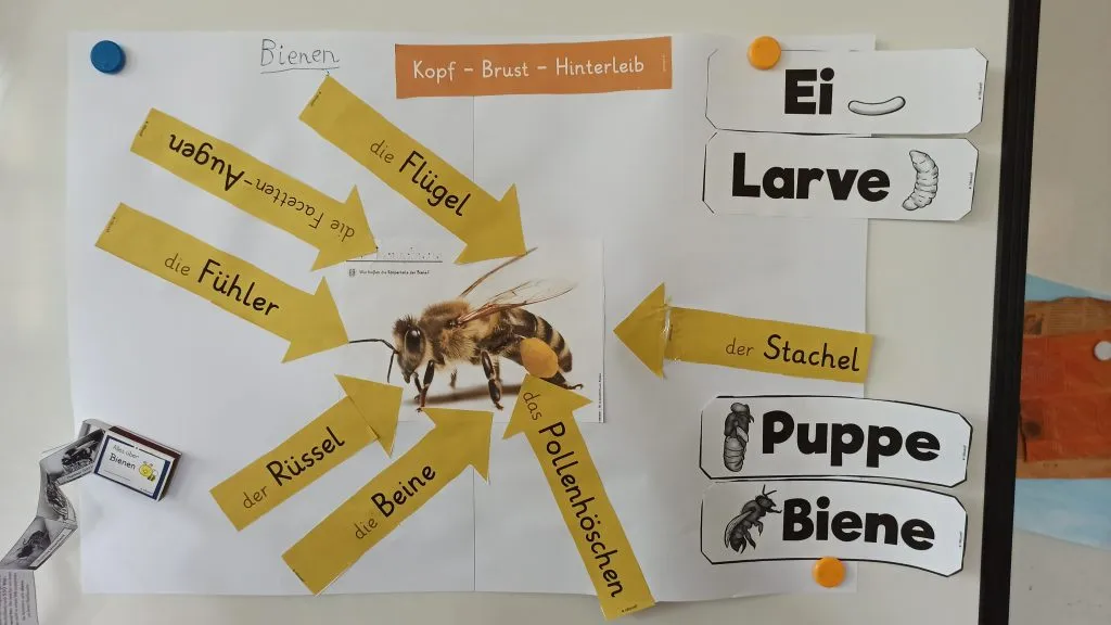Ein Imker erklärt Grundschulkindern das Leben der Bienen und zeigt Imkereiausrüstung.