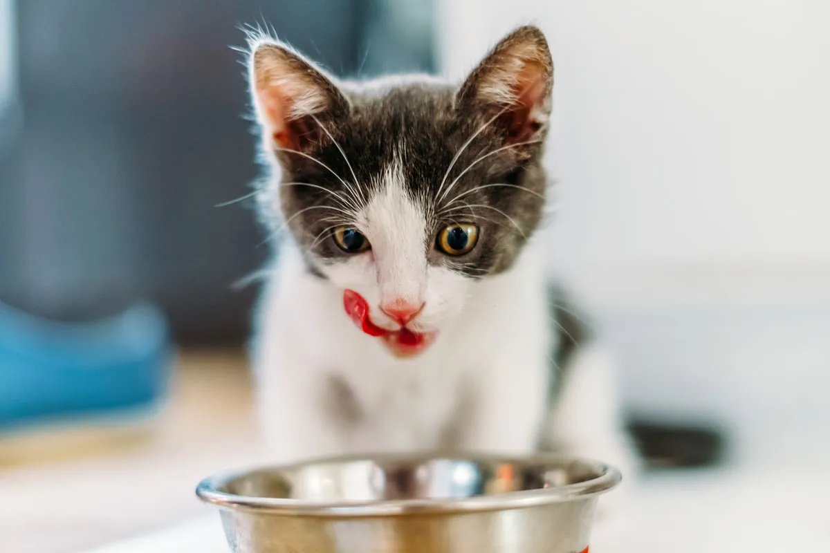 Ein junges Kätzchen genießt eine seiner kleinen Mahlzeiten, betonend die Notwendigkeit mehrerer Futterrationen für 12 Wochen alte Kitten.