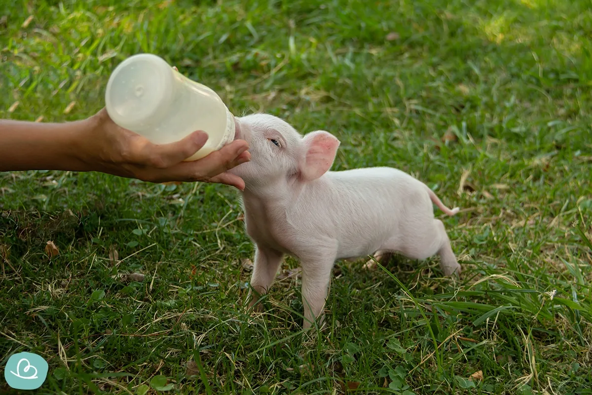 Ein junges Minischwein trinkt aus einer Flasche, was seine anhängliche Natur als süßes Haustier zum Kuscheln für große Grundstücke unterstreicht.