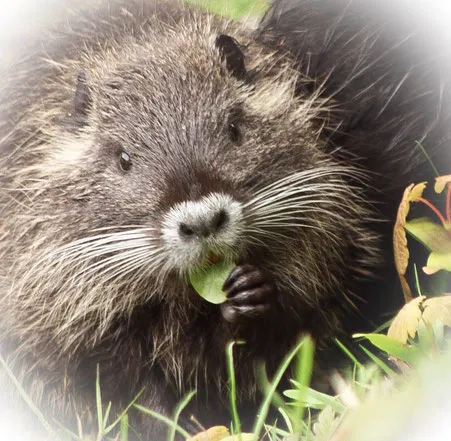 Ein junges Nutria, das neugierig in die Kamera blickt
